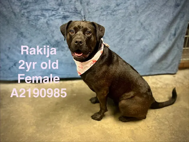 Rakija