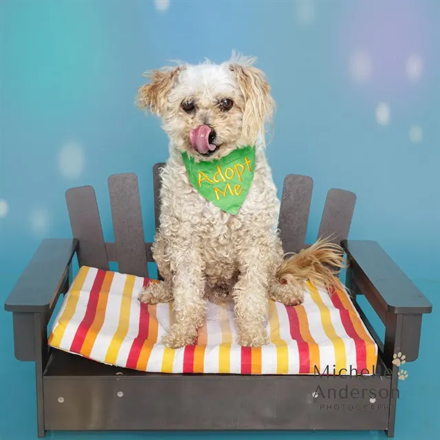 Adoptable Dog