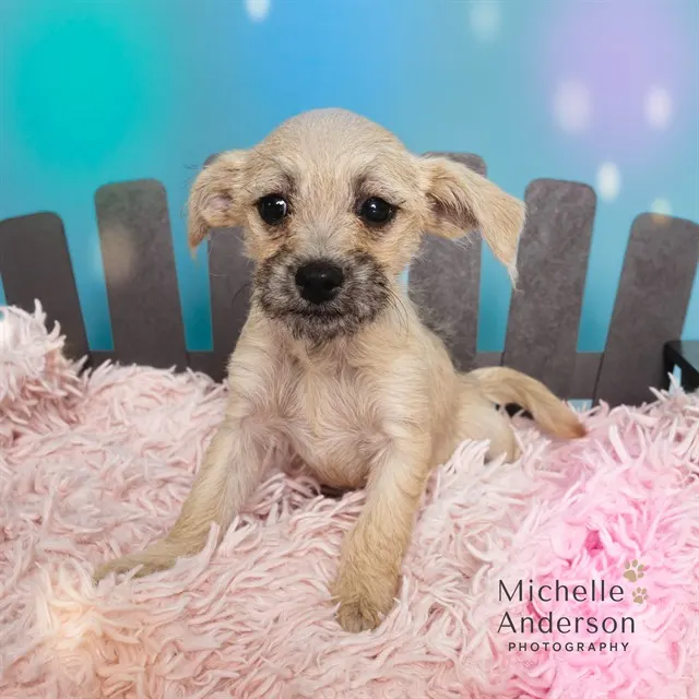 Adoptable Dog