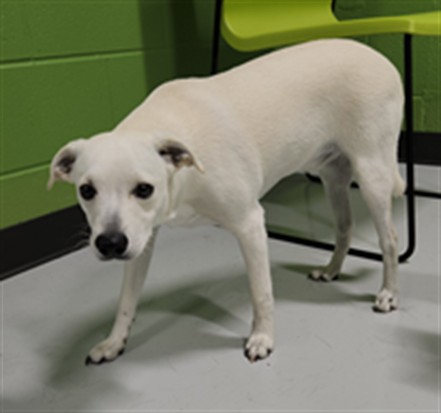 Adoptable Dog