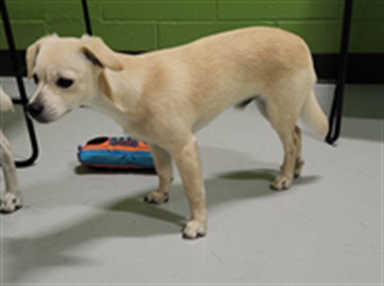 Adoptable Dog