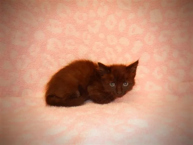 Adoptable Cat