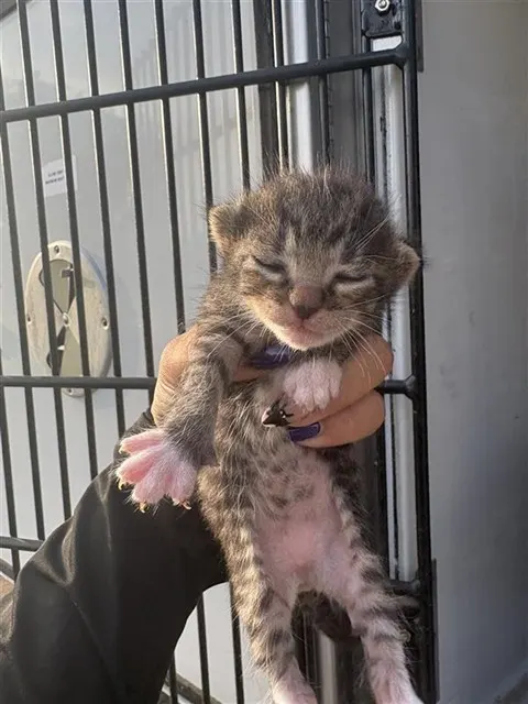 Adoptable Cat