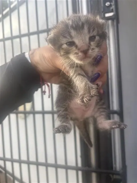 Adoptable Cat