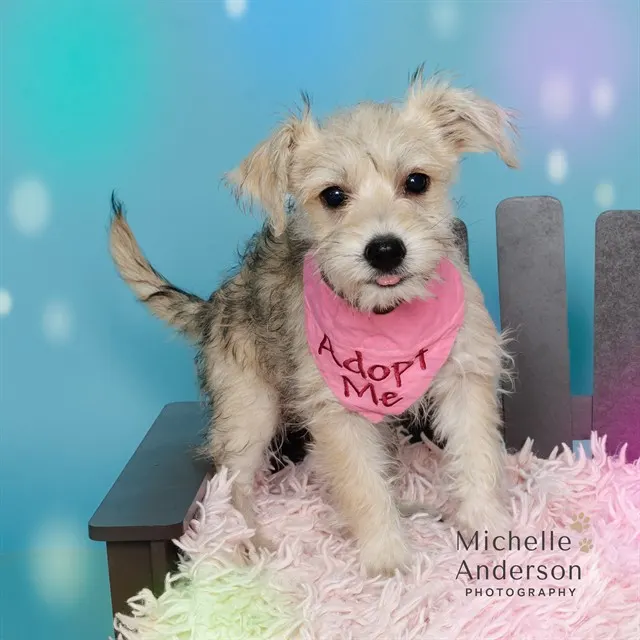 Adoptable Dog