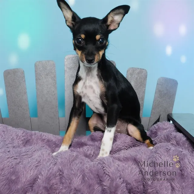 Adoptable Dog
