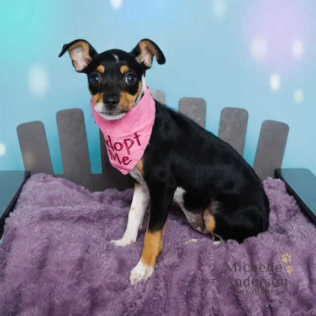 Adoptable Dog