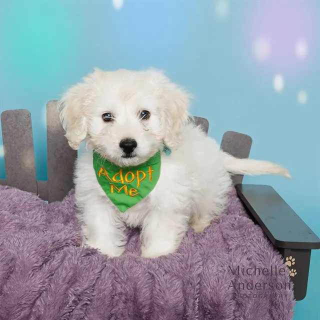 Adoptable Dog