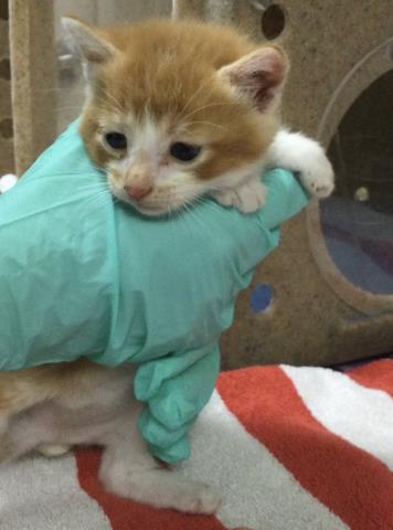 Doctor Claw