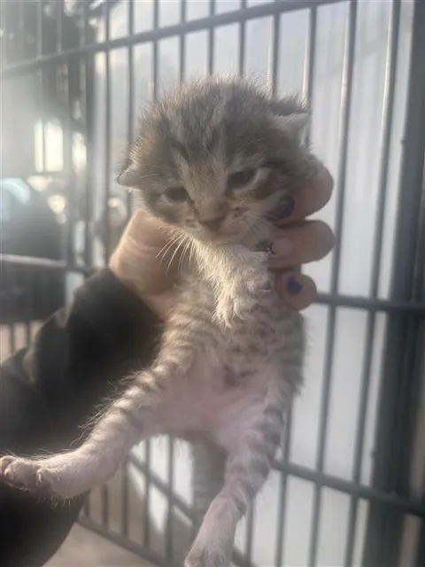 Adoptable Cat
