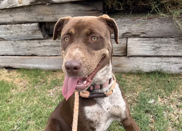 Rosalita