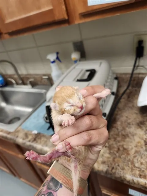 Biscuit