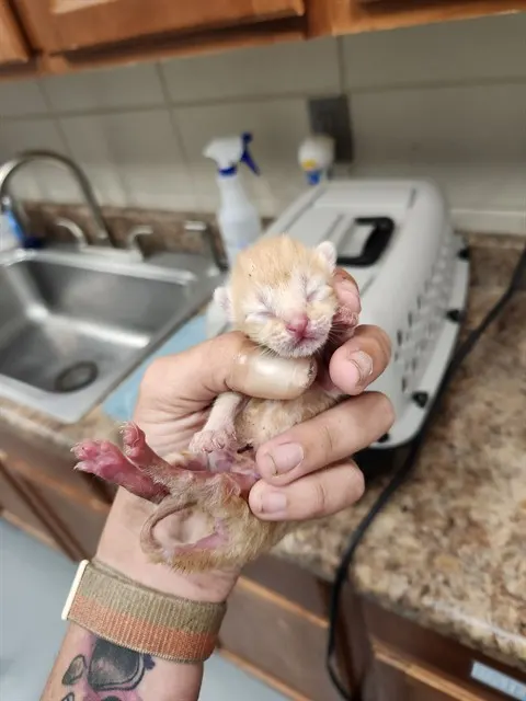 Mochi