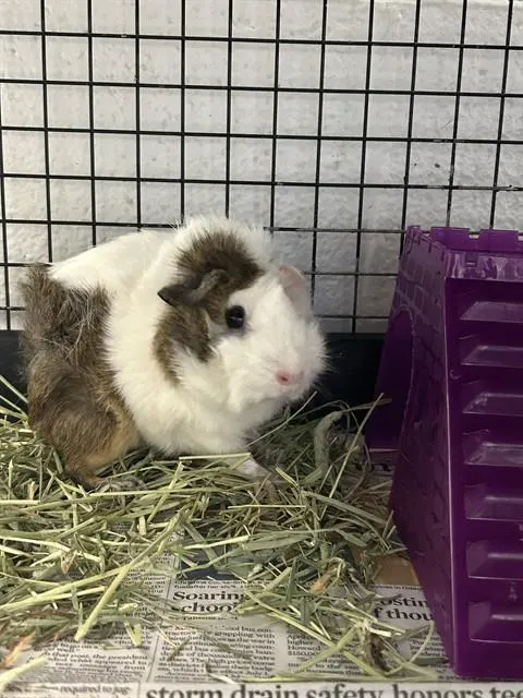 Marshmellow