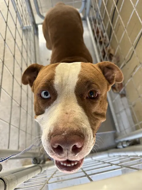 Adoptable Dog