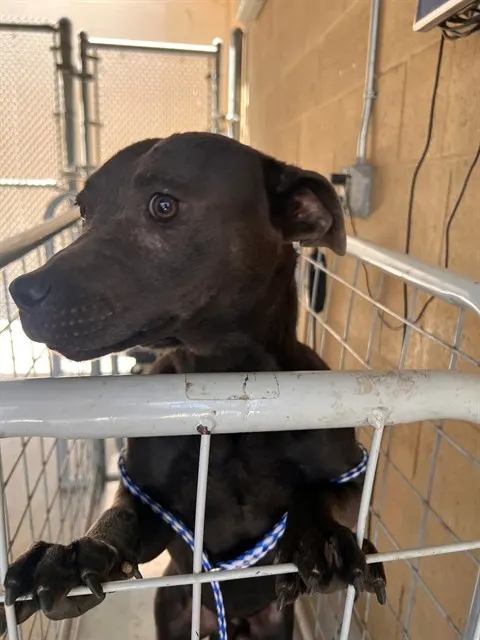 Adoptable Dog