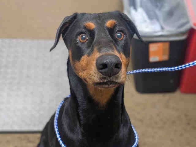 Adoptable Dog