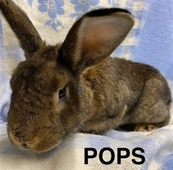 Pops