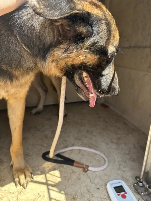 Adoptable Dog