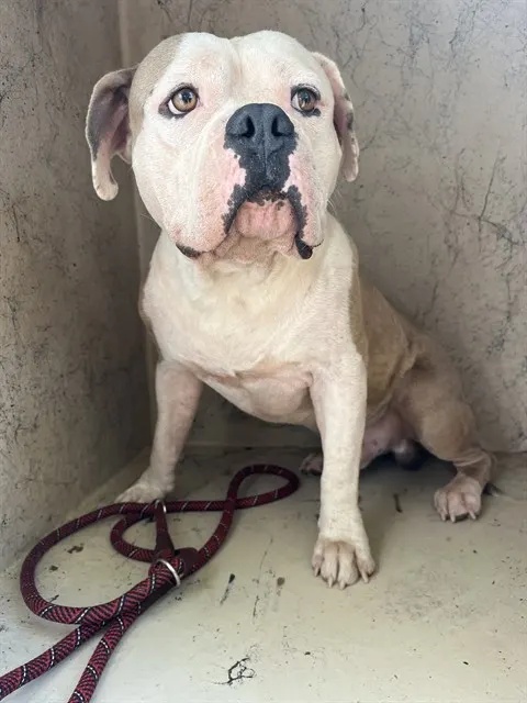 Adoptable Dog
