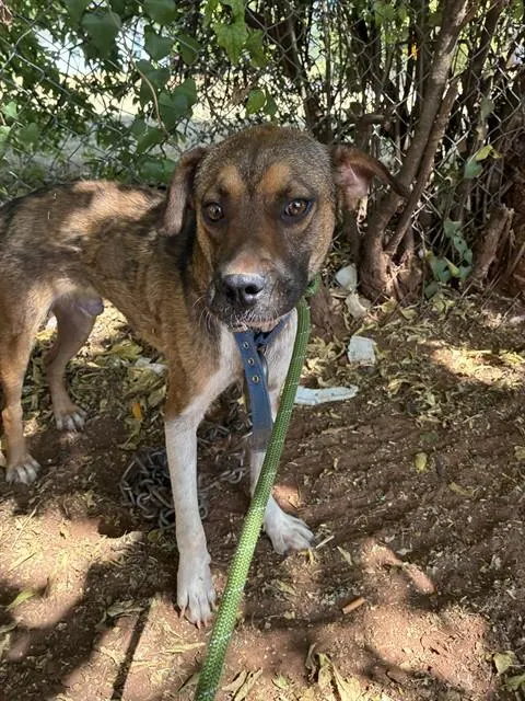 Adoptable Dog