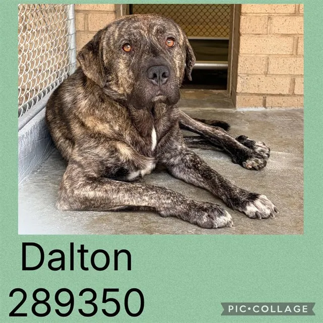 Dalton