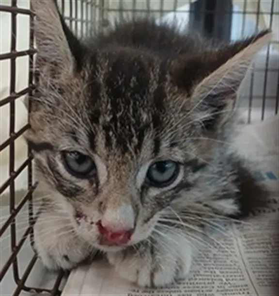 Adoptable Cat