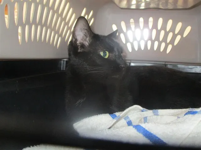 Adoptable Cat