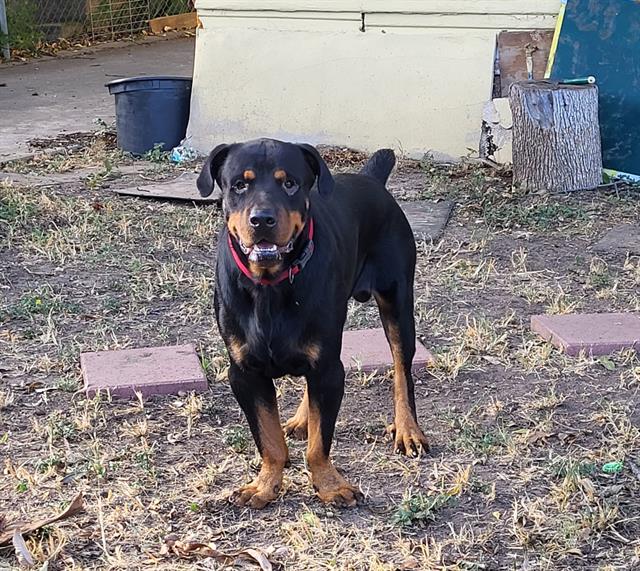 Zuko