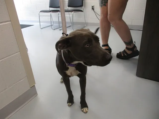 Adoptable Dog