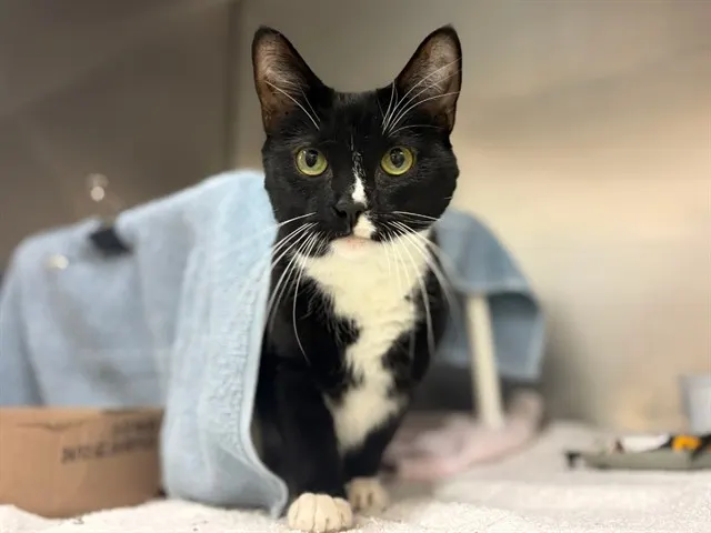 Mittens