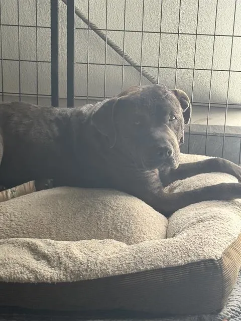 Oso