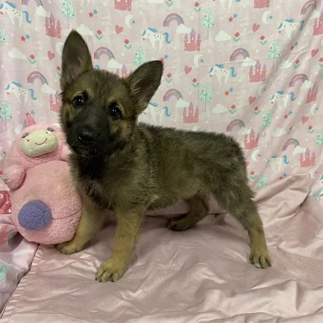 Adoptable Dog