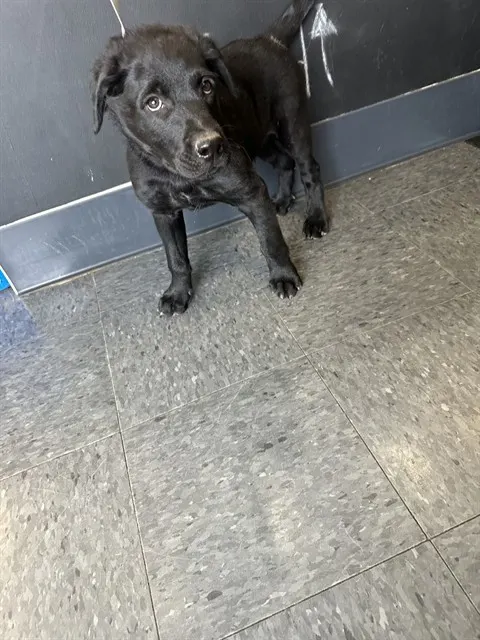 Zorro