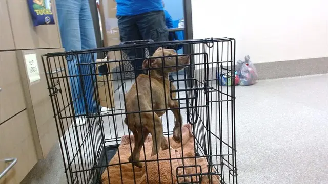 Adoptable Dog