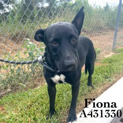 Fiona