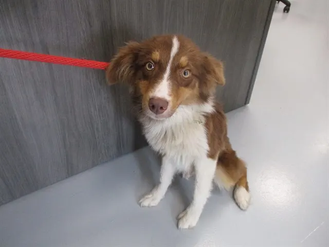 Adoptable Dog