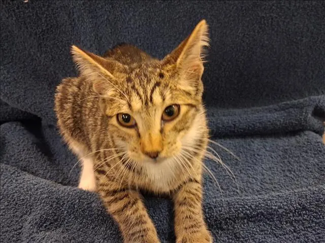 Penelope
