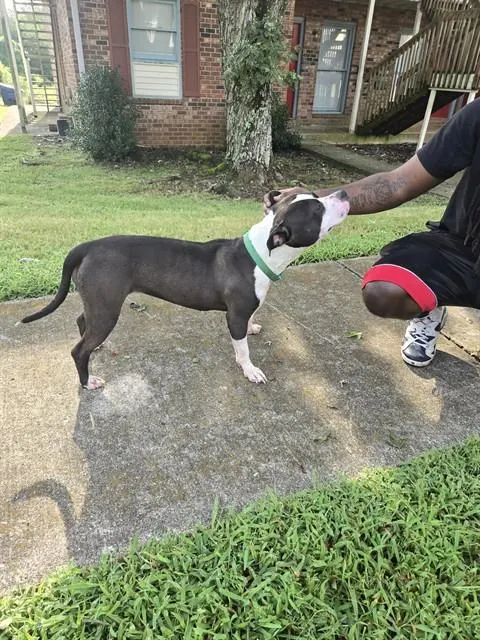 Adoptable Dog
