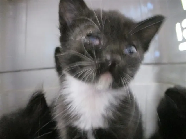 Scout