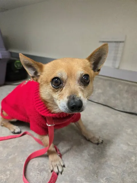 Adoptable Dog