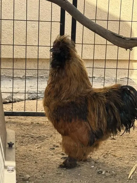 Copper