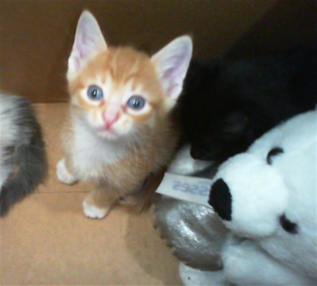 Adoptable Cat