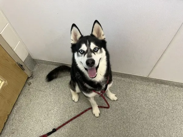 Koda