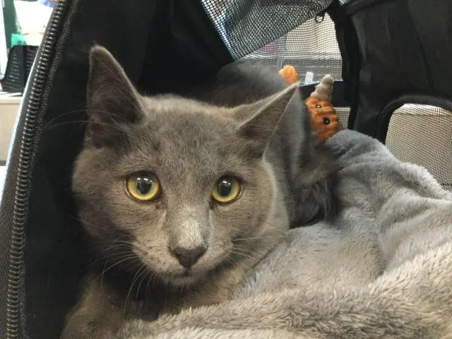 Adoptable Cat