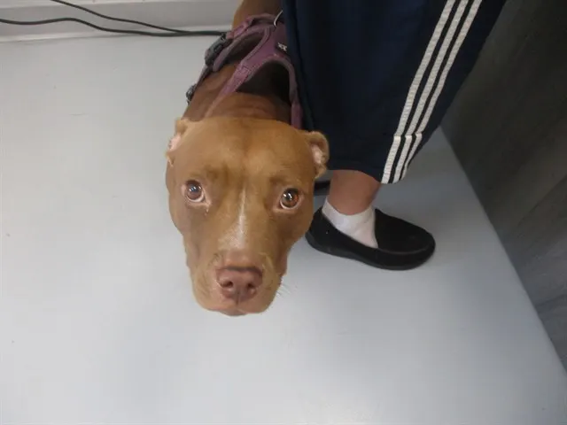 Adoptable Dog
