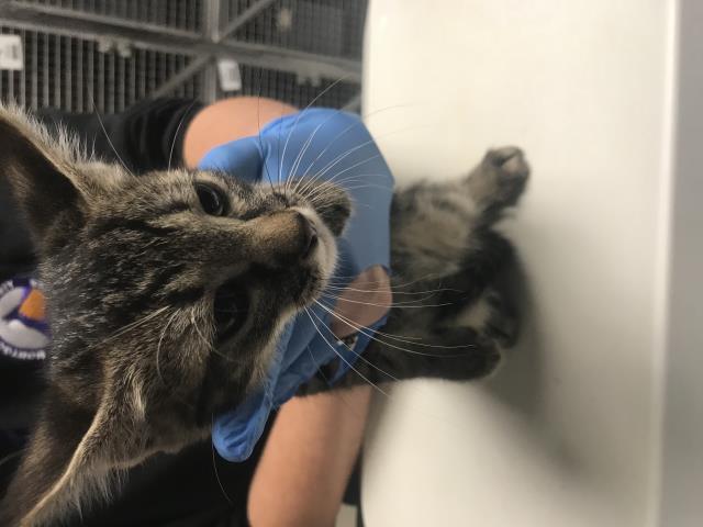 Adoptable Cat
