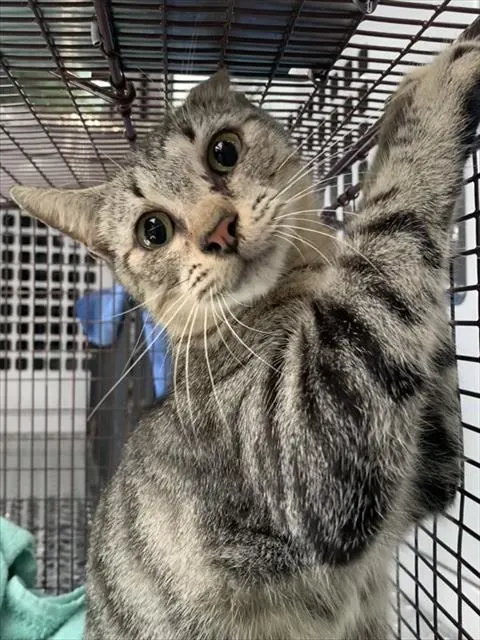 Adoptable Cat