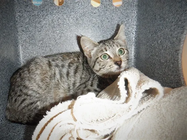 Tabitha
