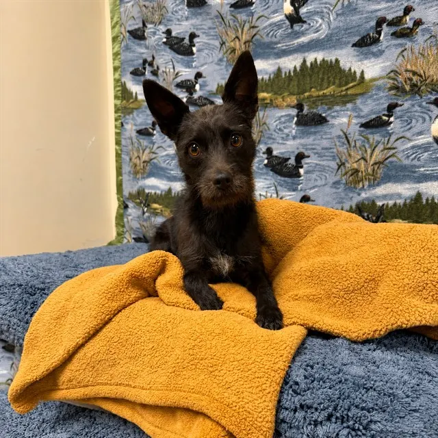 Luna